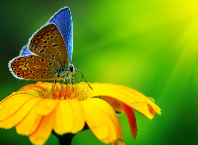 Wallpaper Butterfly, insects, flowers, Glass, nature, garden, Animals 648409377